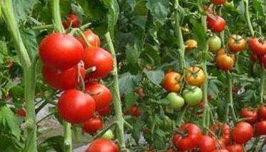 大棚西红柿种植与管理技术