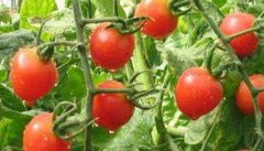 西红柿种植注意事项 大棚西红柿种植与管理技术