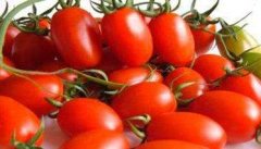 圣女果和西红柿的区别在哪里？
