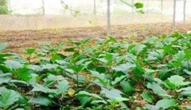 茄子嫁接苗的定植方法