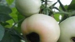 番茄脐腐病的症状表现 番茄脐腐病的防治方法