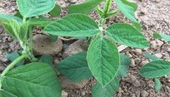 白扁豆种植技术：种植白扁豆的田间管理要点