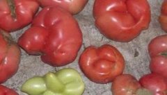 番茄畸形果的原因是什么 番茄畸形果如何预防