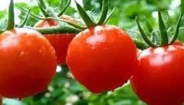 番茄畸形果如何预防