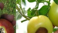 番茄筋腐果的类型 番茄筋腐病发病原因以及防治