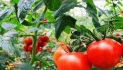 番茄种植管理技术须知的几个要点
