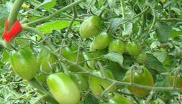 樱桃番茄的高效栽培方法