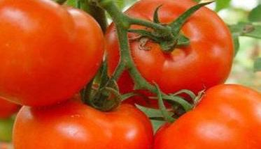 大棚番茄品种应适应力强、不徒长