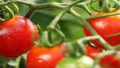 如何选用棚室番茄品种 大棚番茄品种的选择原则