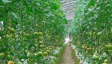 番茄换头栽培的病虫害防治