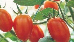 小型西红柿有什么品种 小西红柿怎么种植和管理