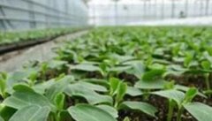 茄子育苗方法和时间 茄子育苗技术要点