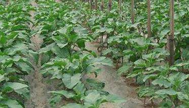 茄子定植方法