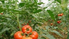 番茄后期用什么肥好 番茄后期管理技术与内容