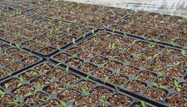 种植樱桃番茄如何播种育苗