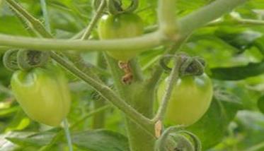 日光温室樱桃番茄冬春茬栽培方法