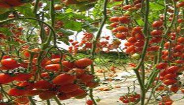 樱桃番茄定植后管理