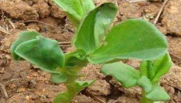 蚕豆种子发芽的条件