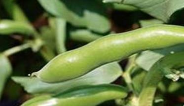 反季节栽培蚕豆的技术