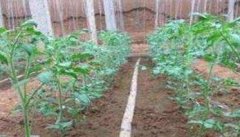 番茄定植的温度要求 番茄定植后的管理技术要点