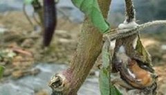 茄子菌核病的症状特点 茄子菌核病的防治方法