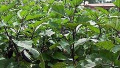 茄子再生栽培技术要点 茄子再生管理方法