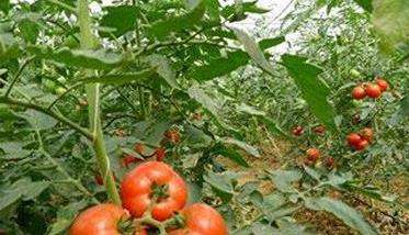 番茄生长条件要求