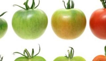 番茄成熟的四个时期