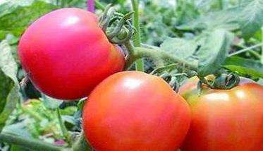 番茄成熟期多少天