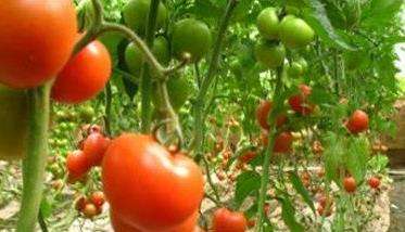 番茄成熟的季节
