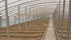 冬春大棚茄子种植高产管理技术