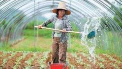 菜豆栽培时间与技术要点、病虫害防治