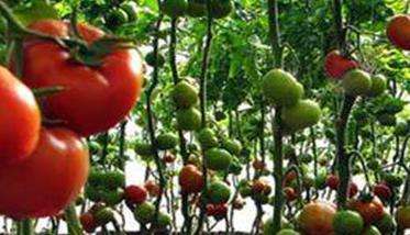 大棚番茄种植方法