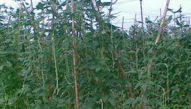 豇豆种植管理方法
