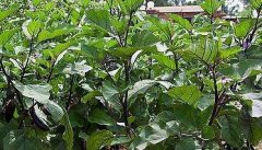 大棚茄子栽培应如何整地和施基肥
