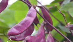 扁豆种植时间 扁豆种植技术与方法