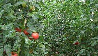 番茄种植管理技术
