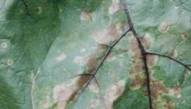 茄子绵疫病的防治