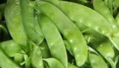 大棚荷兰豆种植的方法与技巧