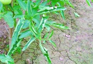 番茄生理性卷叶如何防治 番茄种植方法
