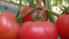 西红柿病害防治特效处方