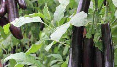 茄子种植管理方法