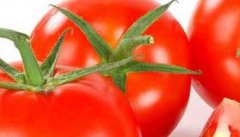 西红柿-有关西红柿的资料