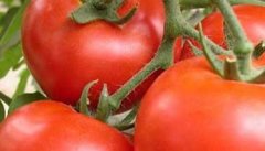 番茄的种植时间
