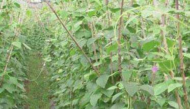 四季豆种植技术 四季豆种植方法