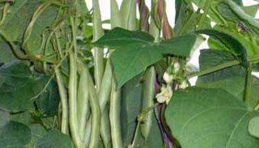 四季豆种植技术 四季豆种植方法