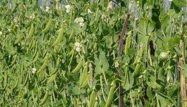 豌豆种植管理方法