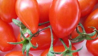 番茄种植管理方法