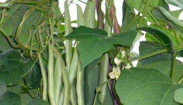 四季豆种植方法
