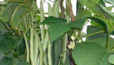四季豆的种植条件 四季豆种植方法